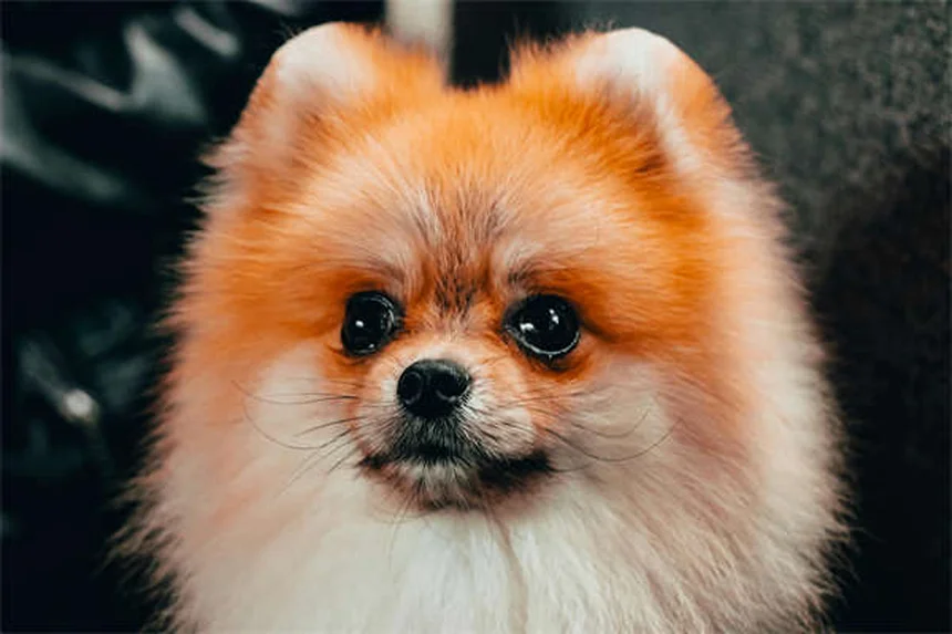 犬の泌尿器問題の症状、知っておくべき7つのサイン
