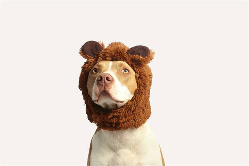 犬の歯のクリーニング費用の相場は？必要理由と節約する4つの方法を徹底解説