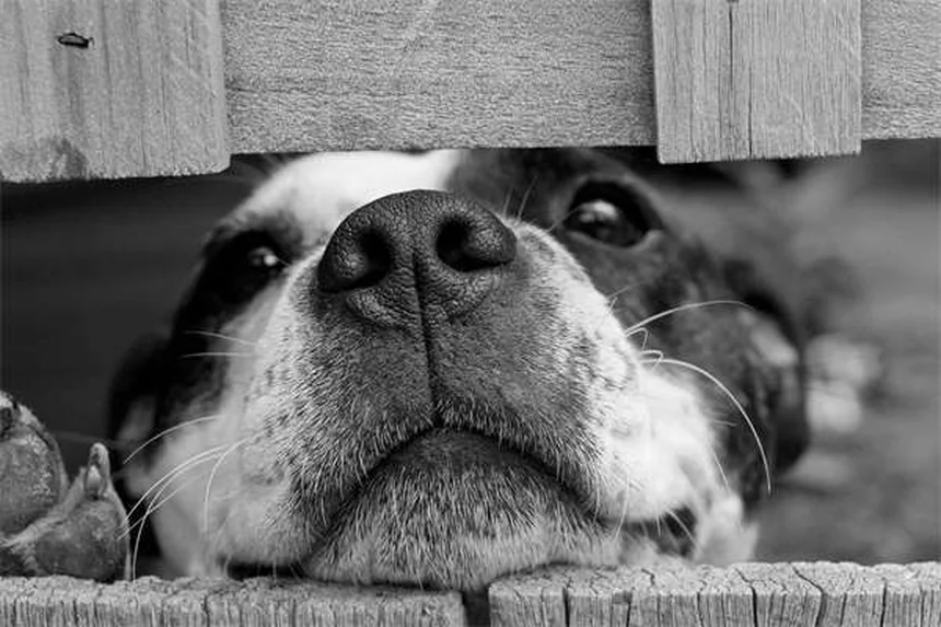 老犬のトイレトレーニングを成功させる5ステップ！クレートで簡単に覚えられます
