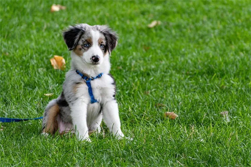 犬のノミマダニ駆除薬【おすすめ5選】獣医が教える選び方と比較