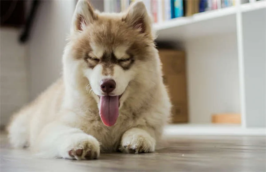 犬が血を吐く時の即時対応と原因を獣医師が解説