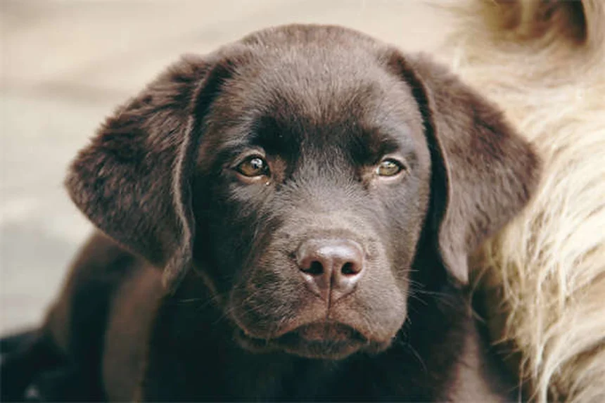 犬の腎臓感染症の症状と治療｜放っておくと腎不全に！膀胱炎との違いも解説