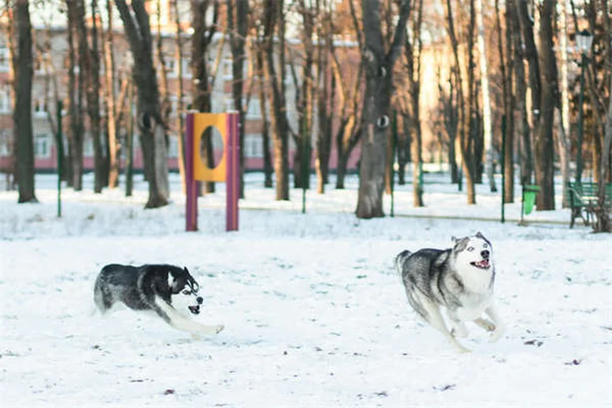気管虚脱の全知識：症状から治療まで愛犬の生活を楽に