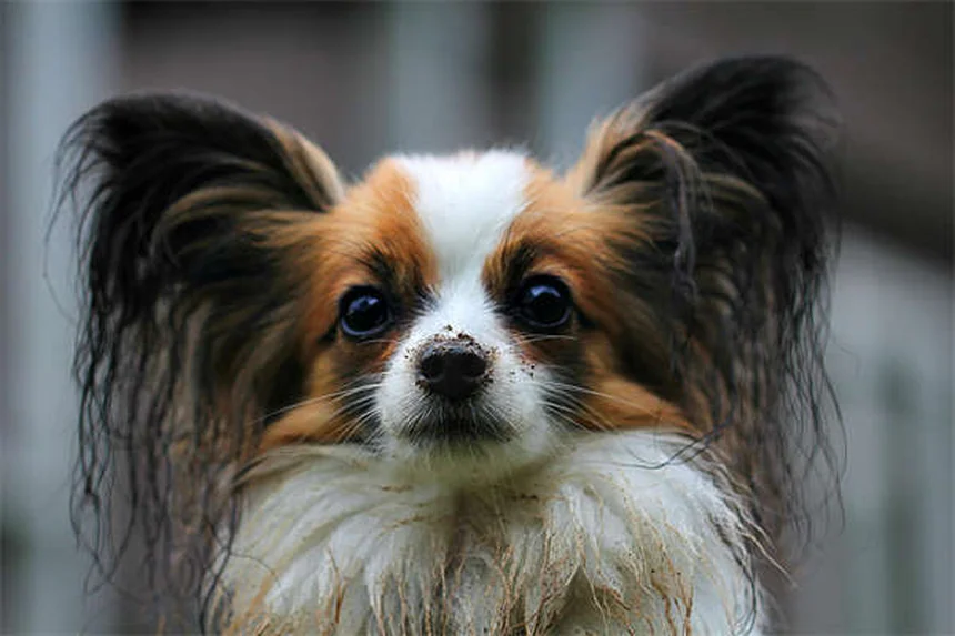 なぜ犬がうんちに転がる？知っておきたい理由と対策
