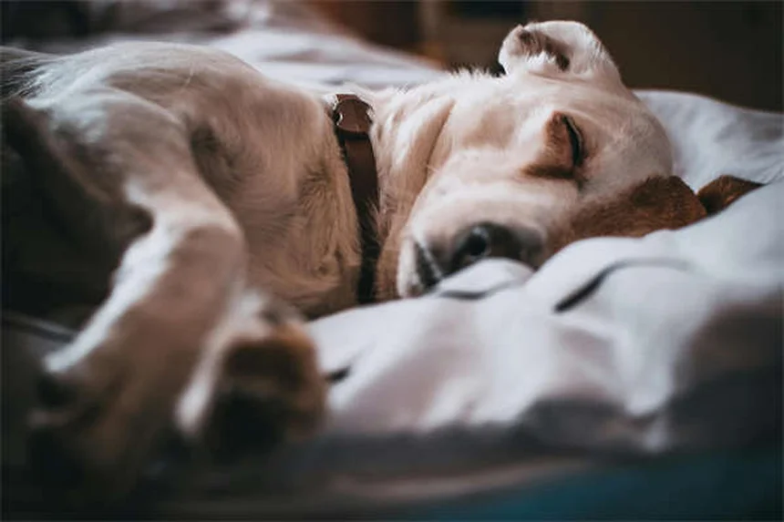 犬の皮膚タグ：ほとんど無害だけど要注意！見分け方と予防法のコツ