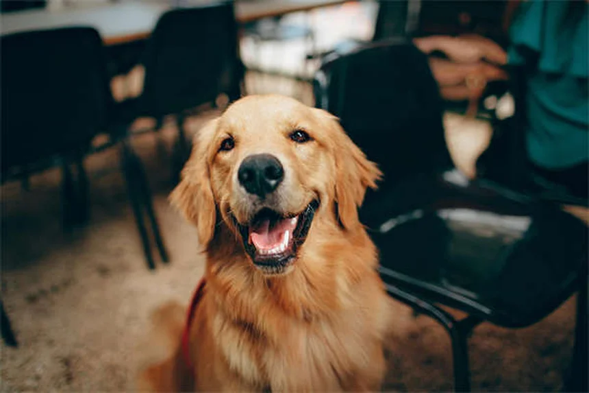 犬の皮膚タグ：ほとんど無害だけど要注意！見分け方と予防法のコツ