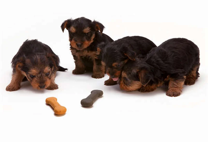 愛犬の痛みサインを見極める3つのポイント