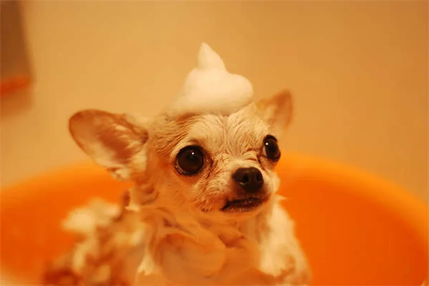 愛犬の尿結晶、原因と症状と対策を今すぐ知るべき？