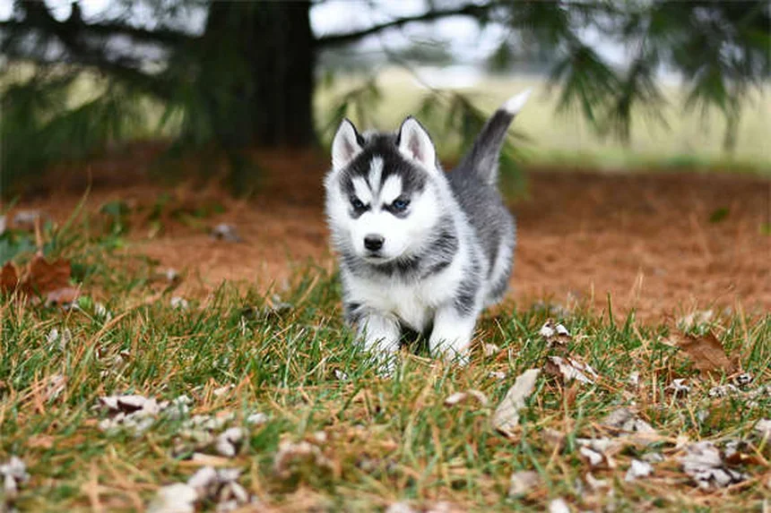 愛犬の尿結晶、原因と症状と対策を今すぐ知るべき？