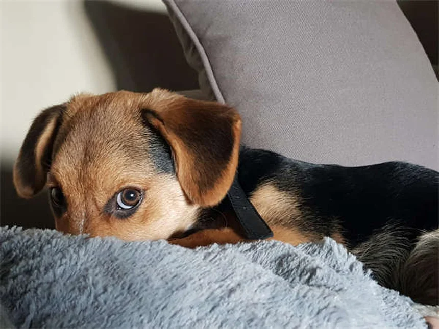 愛犬の尿結晶、原因と症状と対策を今すぐ知るべき？