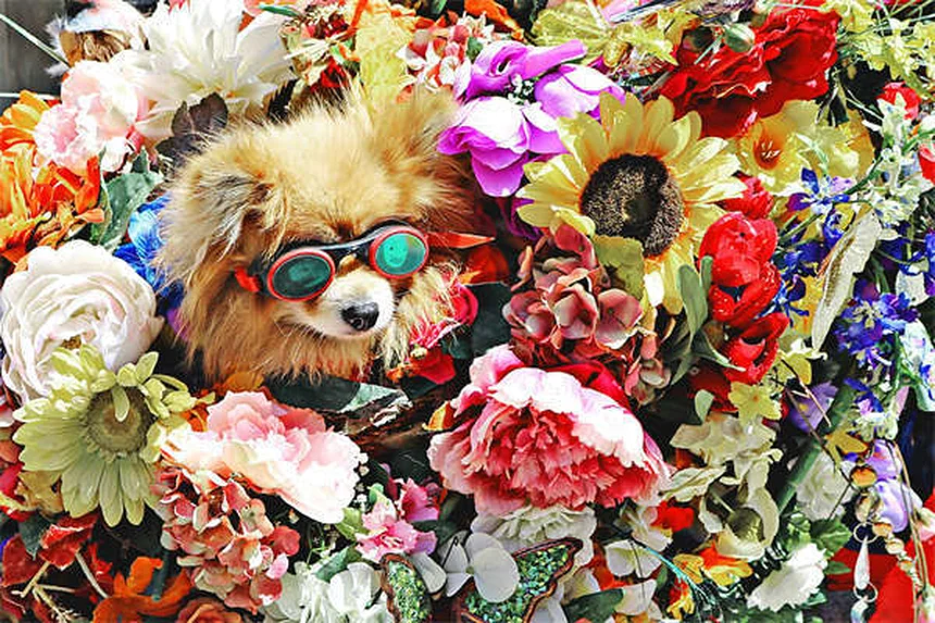 【愛犬の痒み】獣医師推奨のシチューポイント注射の効果と副作用を解説