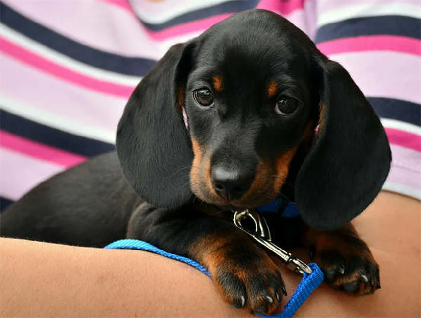 犬の肛門周囲瘻、ドイツシェパードに多い？症状と治療法を解説