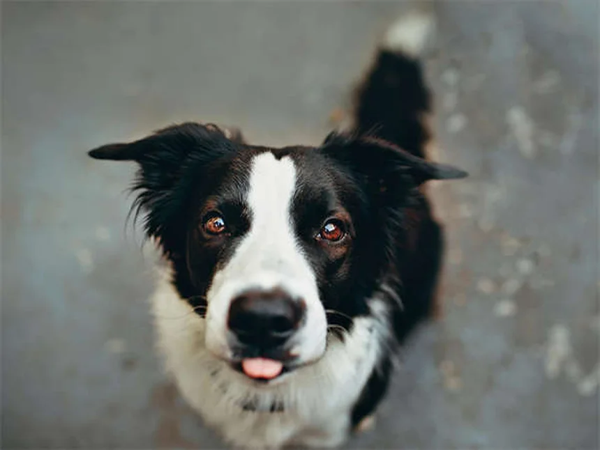 犬の肛門周囲瘻、ドイツシェパードに多い？症状と治療法を解説