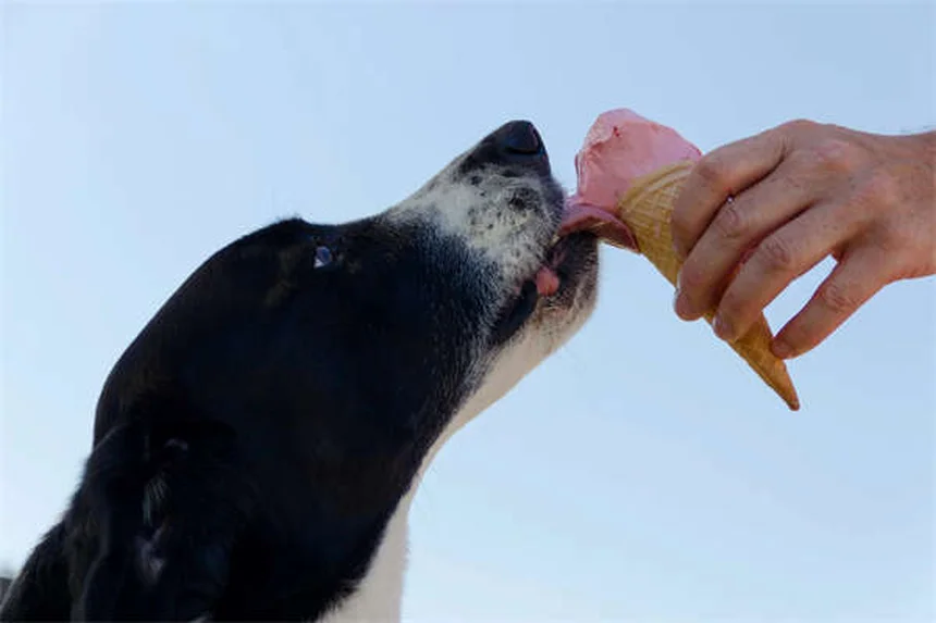 オランダの重種馬の魅力と飼い方：性格・歴史を徹底解説