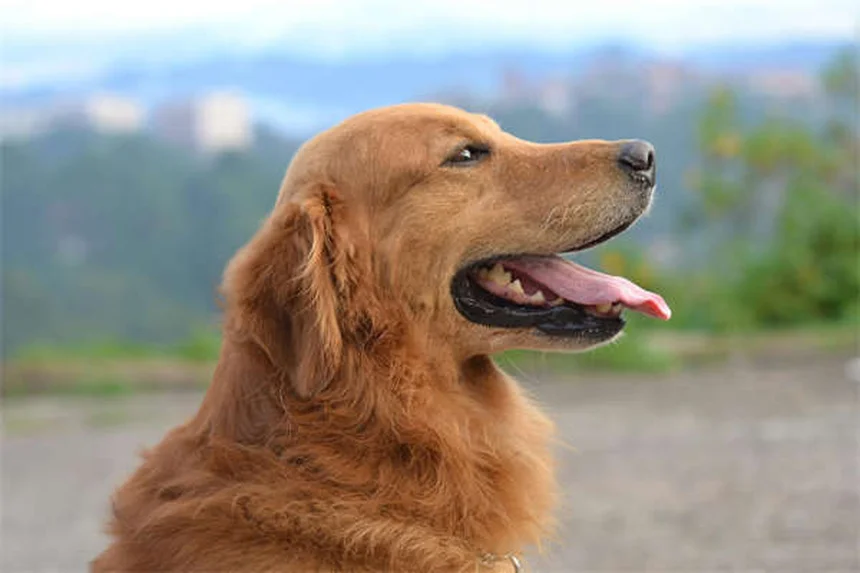 【専門家監修】犬が紙を破る3つの理由と今すぐできる対処法