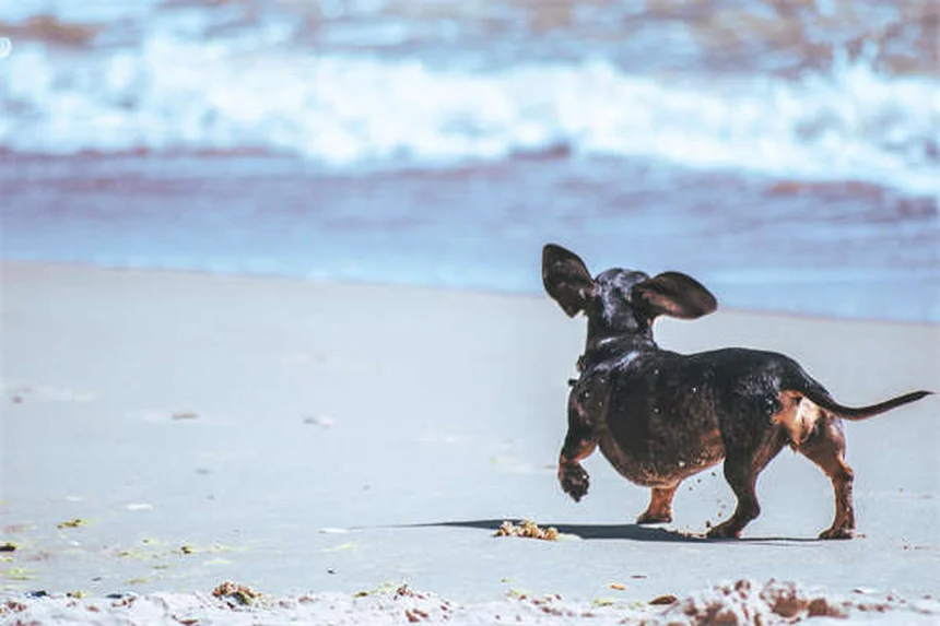 【専門家監修】犬が紙を破る3つの理由と今すぐできる対処法