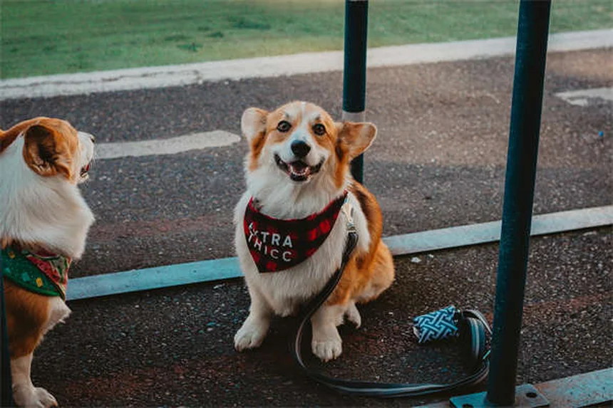 子犬の体重が増えない原因と獣医師が教える5つのチェックポイント