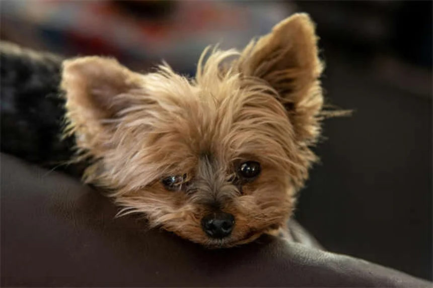 犬と一緒に運動する6つのエクササイズ——本当に効果がある？