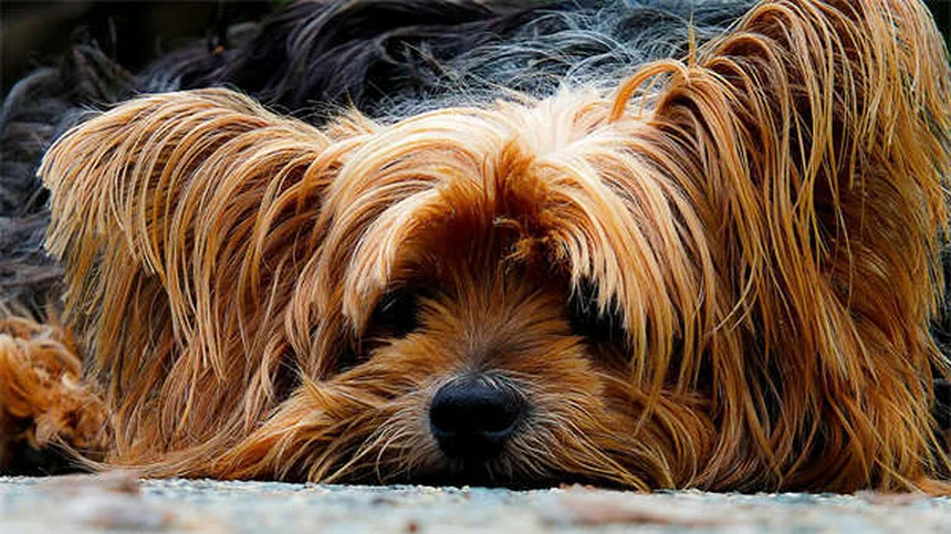 犬の舌の秘密10選！知って得する健康と愛情のサイン