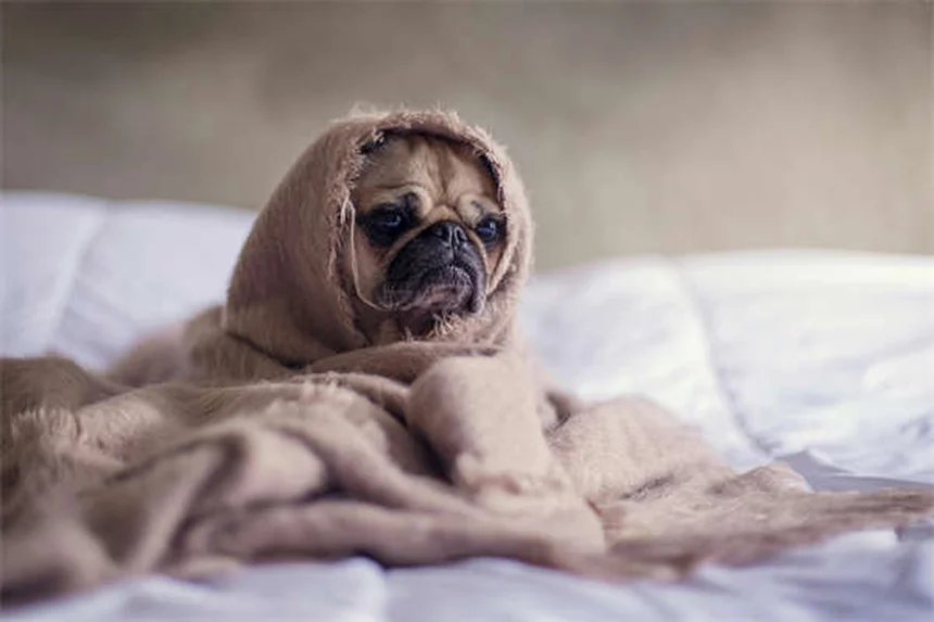 犬の興奮性と服従性の尿失禁、その違いと原因