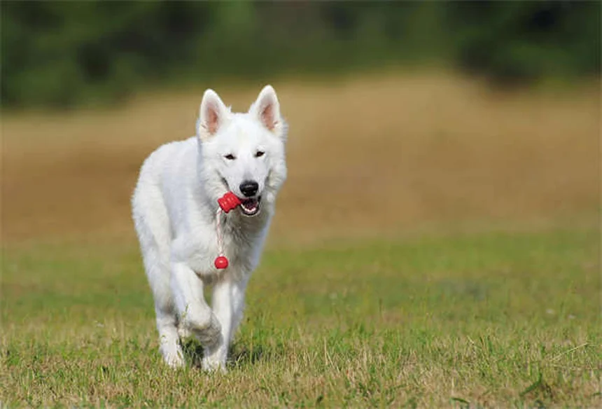 犬の興奮性と服従性の尿失禁、その違いと原因