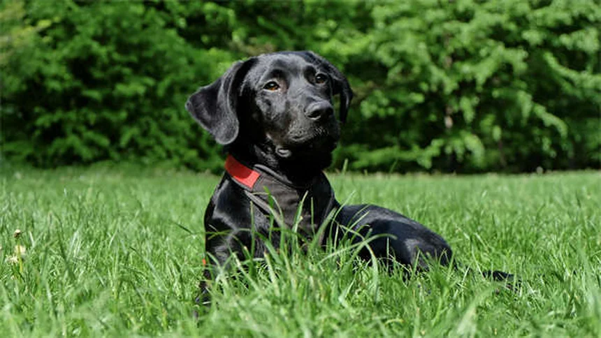 子犬フードの選び方、失敗しないための5つのコツ