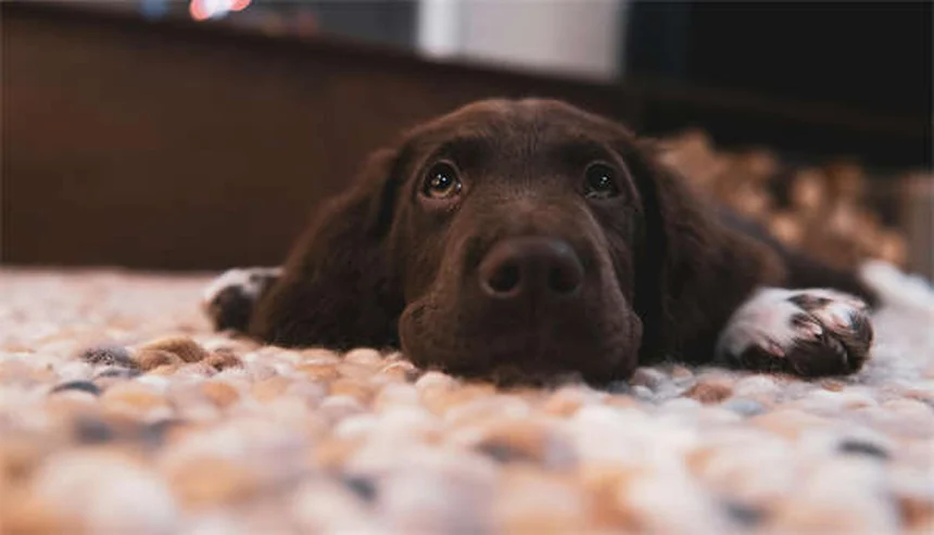 子犬フードの選び方、失敗しないための5つのコツ
