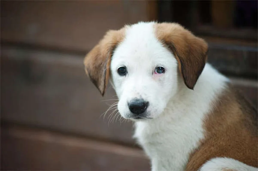 馬を飼う費用は年間いくら？30万円から200万円のリアル