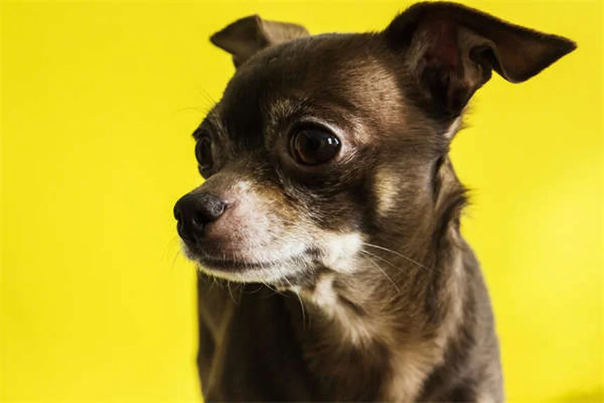 愛犬とのキャンプで安全を守る！必ずやるべき5つのポイント